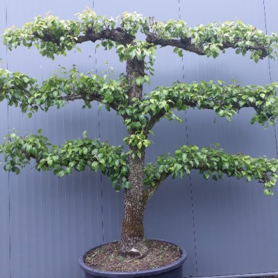 Pyrus Sweet Sensation 30-35 Espalier 4 Etage C130