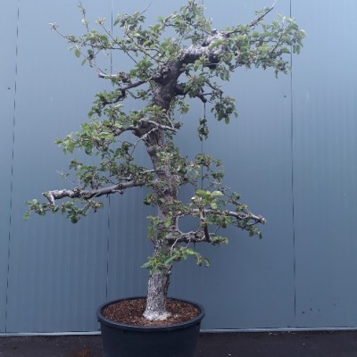 Malus Rode Boskoop 40-45 C230