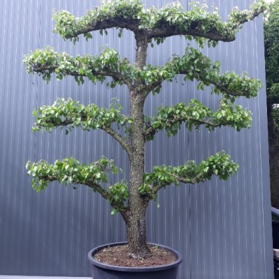 Pyrus Conference 25-30 Espalier 4 etage C130