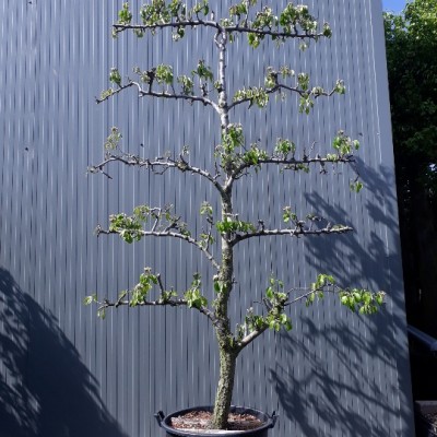 Pyrus Conference 25-30 Espalier 5 etage C130
