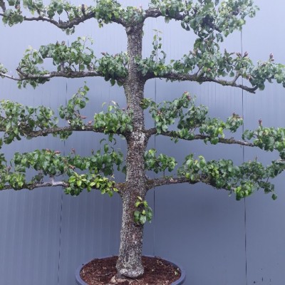 Pyrus Conference 50-60 Espalier 5 etage C285