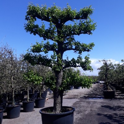 Pyrus Doyenne du Comice 70-80 Espalier 5 Etage C285