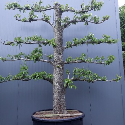 Pyrus Doyenne du Comice 70-80 Espalier 5 Etage  C500