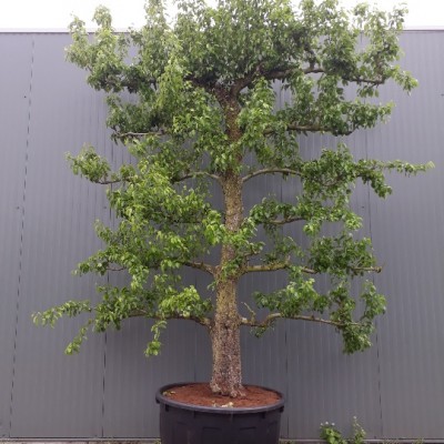 Pyrus Doyenne du Comice 80+ Espalier 6 Etage C500