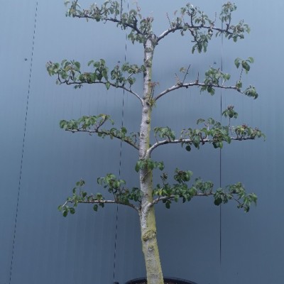 Pyrus Sweet Sensation 30-35 Espalier 4 Etage C130