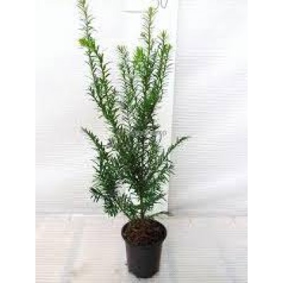 Taxus in pot maat 40-60 cm